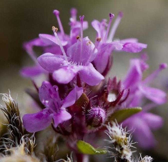 Thymus (Kit com 4 variedades) - Tomilho, Timo (Kit com 4 variedades)