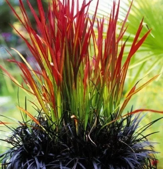 Imperata cylindrica 'Red Baron' - Grama Sangue Japonês, Japanese Bloodgrass