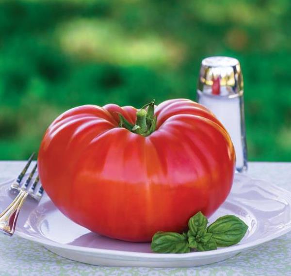 Solanum lycopersicon Gigante Liscio (Nova seleção com Certificação Orgânica) - Tomate Gigante Liscio (Nova Seleção)