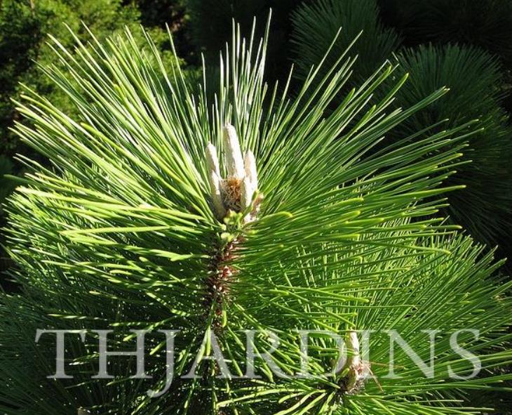 Pinus thunbergii - Pinheiro negro Japonês