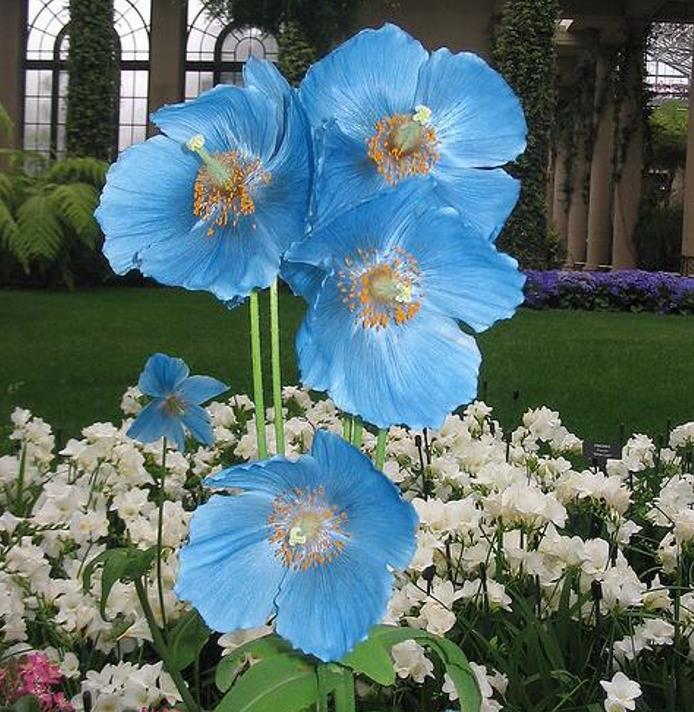 Meconopsis baileyi - Papoula Azul do Himalaya, Papoula Tibetana, Himalayan Blue Poppy, Papoula de Bai