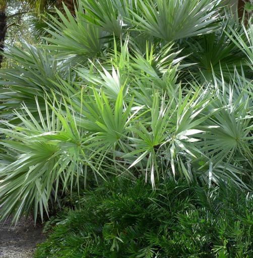 Palmeira Serenoa repens - Palmeira Saw Palmeto, Palmeira Serenoa repens
