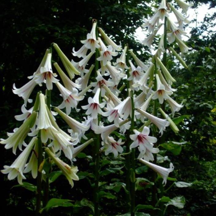 Cardiocrinum giganteum - Lírio Gigante do Himalaia, Lírio Gigante, Cardiocrino Gigante