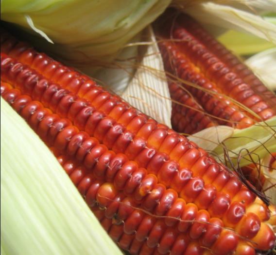 Zea mays Atomic Orange (Certificação Orgânica) - Milho Precoce Ed Schultz Atomic Orange, Milho Laranja Atômica, Milho At