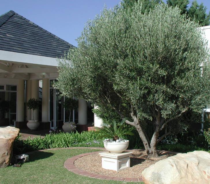 Olea europaea L. var. europaea - Oliveira, Azeitona, Oliveira Selvagem