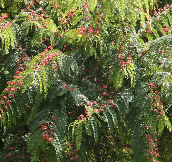 Cassia roxburghii (Cassia marginata) - Cassia vermelha, Árvore chuveiro vermelho, Árvore de Chuva Arco-Íris, Senna do C