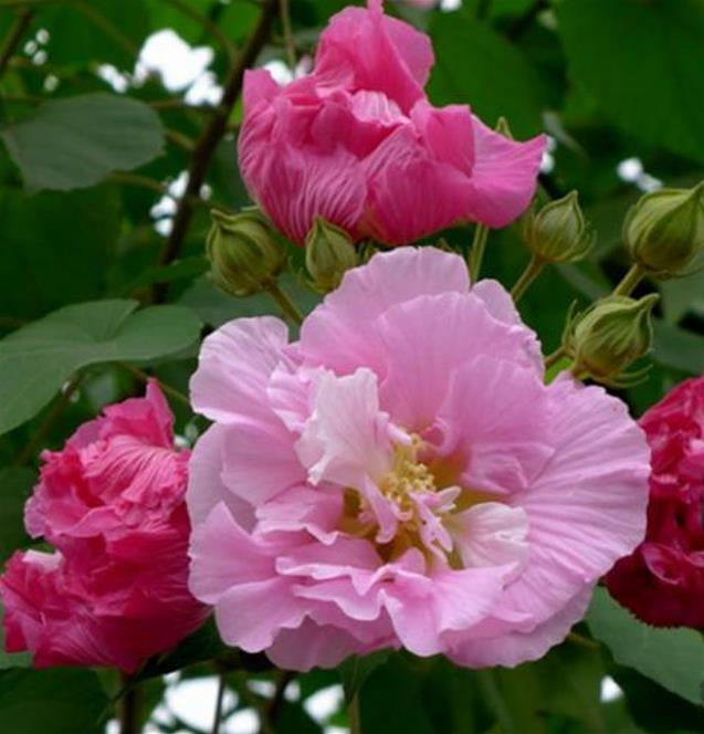 Hibiscus mutabilis - Rosa Confederada, Rosa Louca, Mimo de Vênus, Dixie Rosemalow