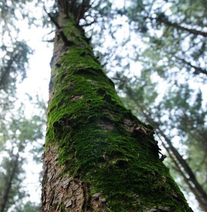 Pinus koraiensis - Pinheiro Coreano, Pinho Coreano, Pinnothin, Pinhole
