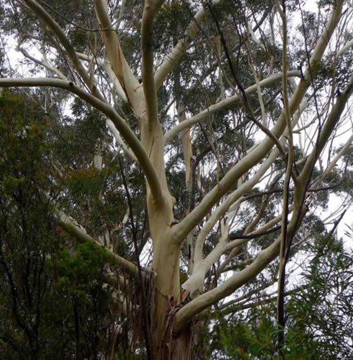 Eucalyptus Oreades - Eucalipto Blue Mountains, Eucalipto Oreades, Eucalipto Das Montanhas Azuis