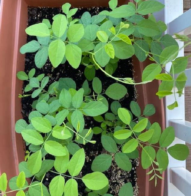 Clitoria ternatea Albiflora - Ervilha Borboleta Branca, Flor de Fada Branca, Flor de Concha, Rainha Branca, Po
