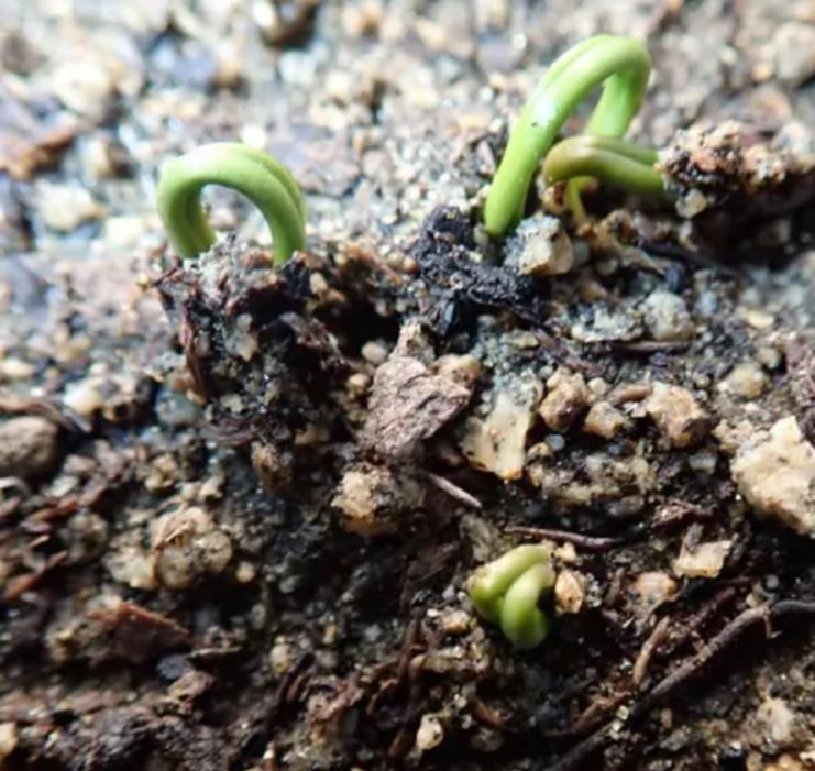 Ephedra equisetina - Chá Mórmon Equisetina, Éfedra, Ma Huang, Bluestem Joint Fir