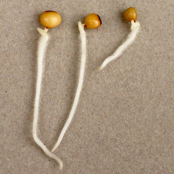 Convallaria majalis - Lirio do Vale, Muguet, Lírio de Maio, Lily of the Valley