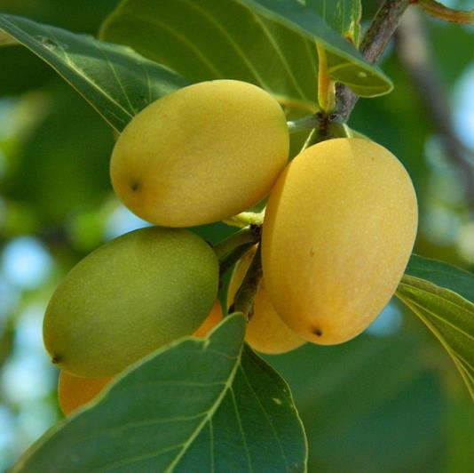 Berchemia discolor - Ameixeira africana, Árvore do Marfim castanho