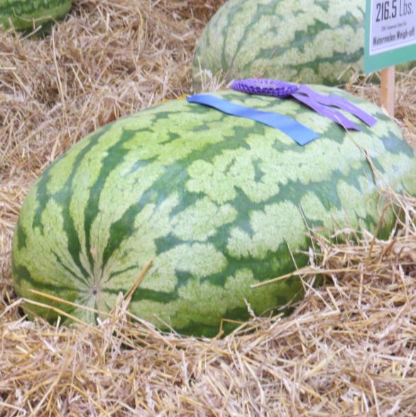 Citrullus lanatus Carolina Cross - Melancia Gigante, Melancia Guinness, Melancia Carolina Cross