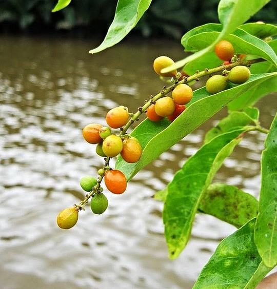 Allophylus cobbe - Cereja indiana doce, Allophylus indiano, Lichia Manbi