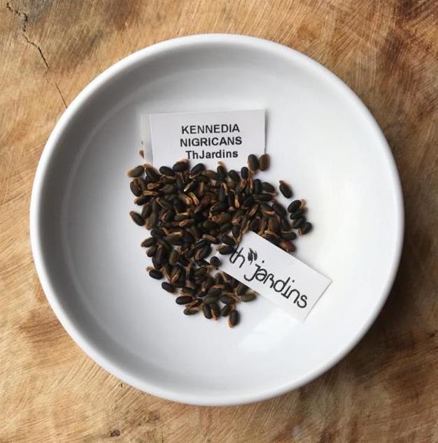 Kennedia nigricans - Trepadeira Pássaro Negro - Black Coral Pea