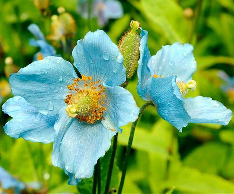 Meconopsis baileyi - Papoula Azul do Himalaya, Papoula Tibetana, Himalayan Blue Poppy, Papoula de Bai