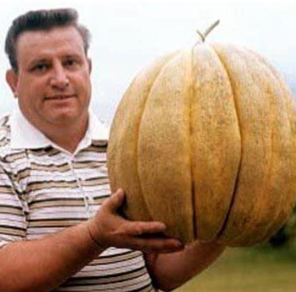 Cucumis melo "Guinnes" North Carolina Giant Cantaloupe - Melão Gigante Guinnes Cantaloupe, Melão Cantaloupe Gigante da C