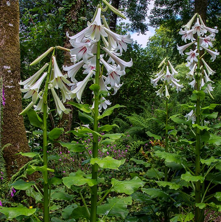 Cardiocrinum giganteum - Lírio Gigante do Himalaia, Lírio Gigante, Cardiocrino Gigante