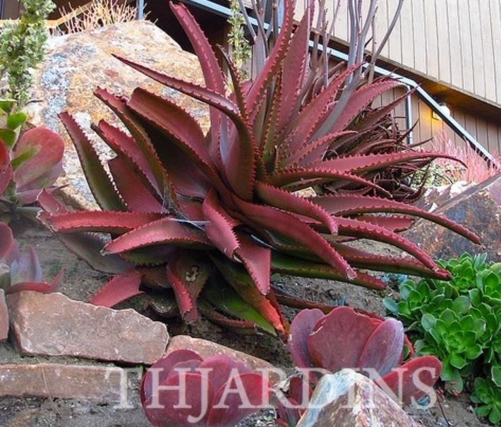 Aloe cameronii var. Vermelho - Aloe vermelha