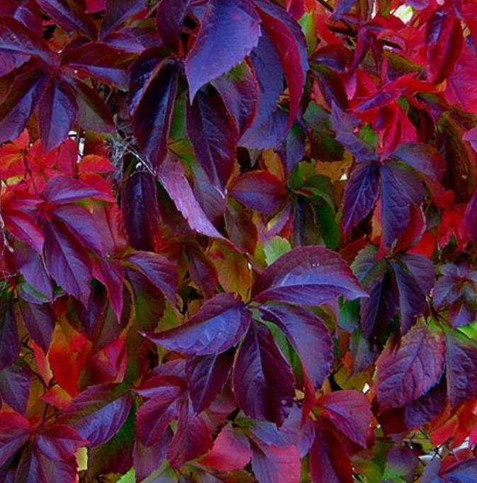 Parthenocissus quinquefolia - Trepadeira da Virginia, Hera Americana, Virginia Creeper, Videira Virgem