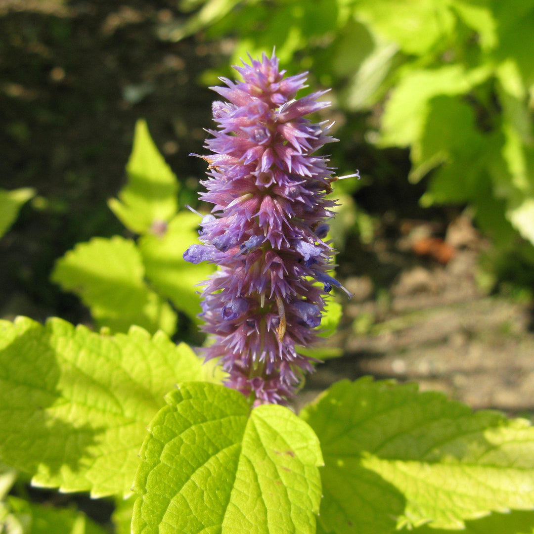 Agastache foeniculum ‘Golden Jubilee’ - Hissopo-aniz