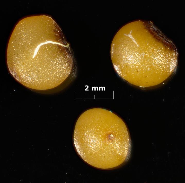 Convallaria majalis - Lirio do Vale, Muguet, Lírio de Maio, Lily of the Valley