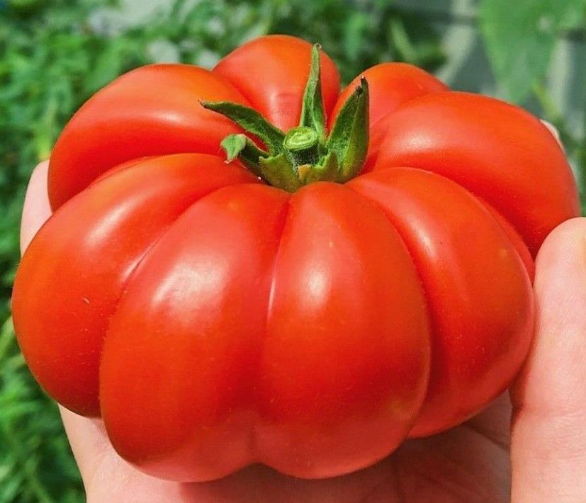 Solanum lycopersicon Costoluto genovese (Orgânico) -  Tomate Costoluto Fiorentino