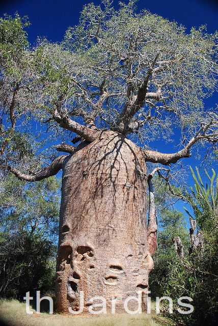 Adansonia rubrostipa - Baobá fony