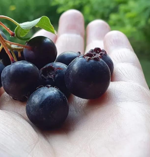 Amelanchier alnifolia - Cereja Saskatoon, Framboesa Saskatoon, Saskatoon Berry
