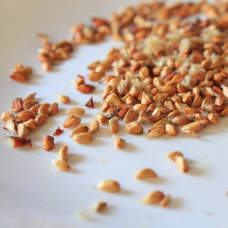 Rosa canina -  Trepadeira Rosa Mosqueta Canina, Rosa selvagem, Rosa silvestre, Rosa canina