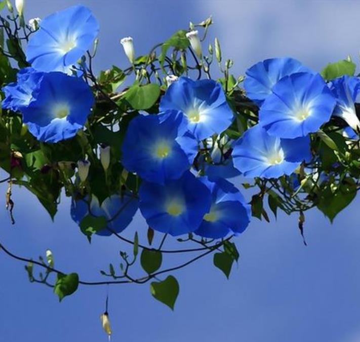 Ipomoea tricolor - Trepadeira Glória da manhã, Morning glory, Corda de viola, Campainha, Tililtzin,