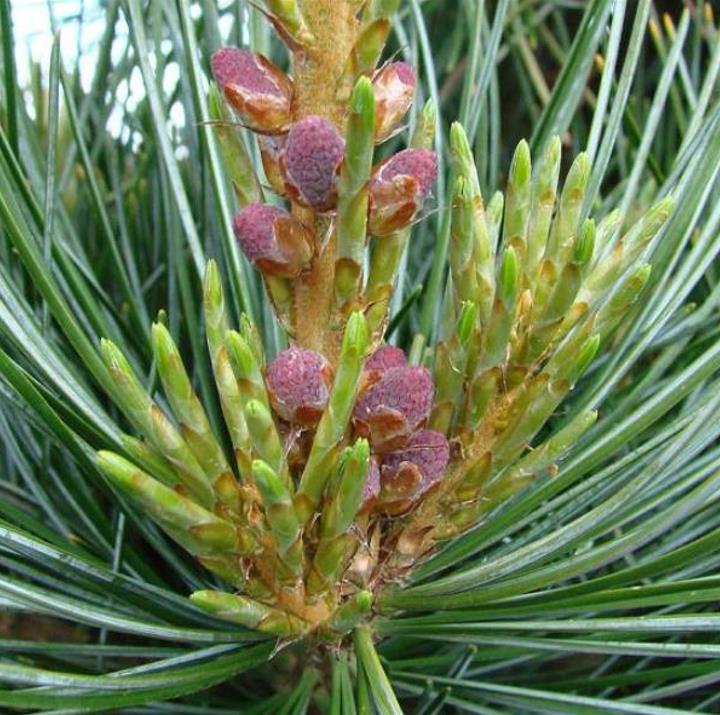 Pinus koraiensis - Pinheiro Coreano, Pinho Coreano, Pinnothin, Pinhole