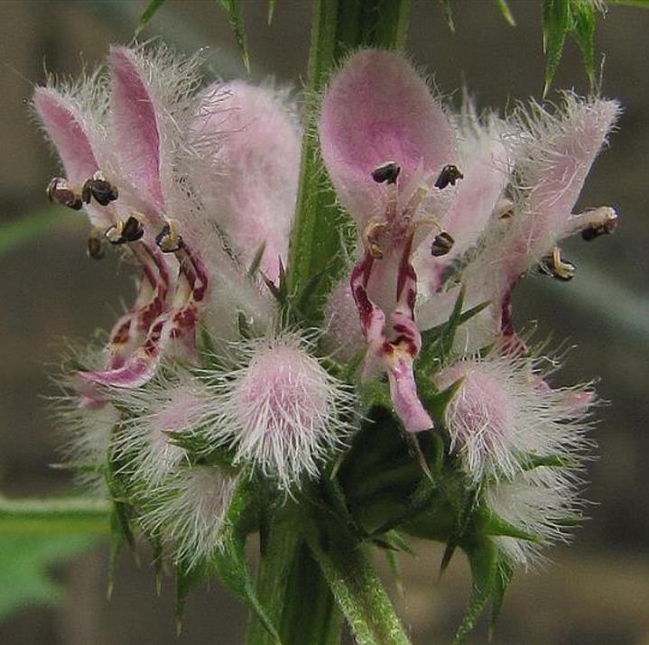 Leonurus cardiaca - Bálsamo do Coração, Erva-Mãe, Motherwort, Rabo de Leão, Agripalma Cardíaca