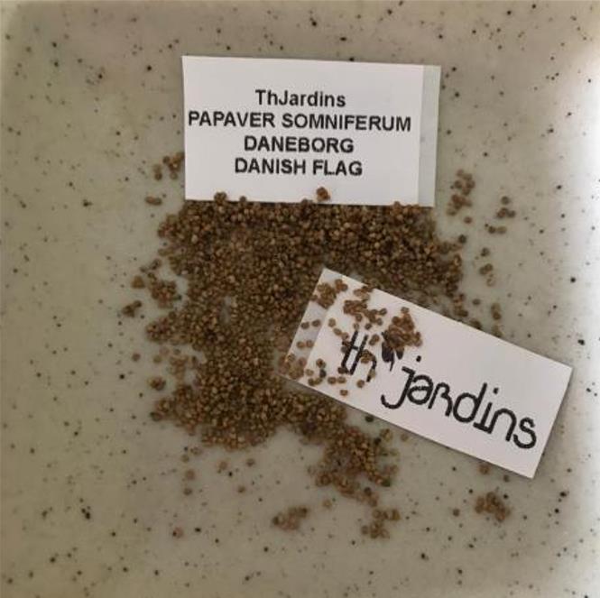 Papaver somniferum 'Danebrog Danish Flag' - Papoula Bandeira da Dinamarca, Papoula Franjada, Papoula Emplumada, Danish F