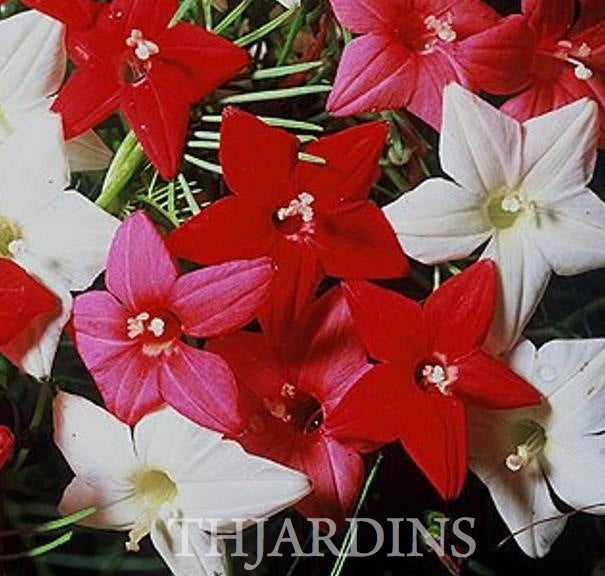 Ipomoea quamoclit Feathers (Pennata) - Mix (branca, rosa e vermelha) - Trepadeira cipreste, Videira cipreste Glória da m