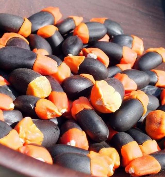 Afzelia quanzensis - Árvore da Sorte, Mogno da Sorte, Amuleto de Caça