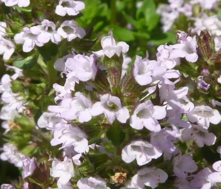 Thymus (Kit com 4 variedades) - Tomilho, Timo (Kit com 4 variedades)