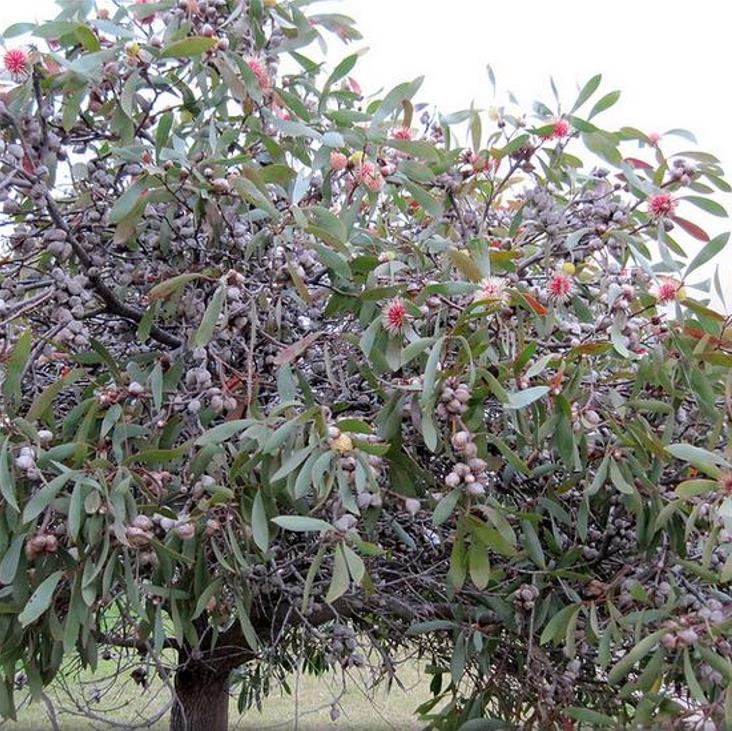 Hakea laurina - Protea Hakea Almofada de Alfinetes, Pincushion Hakea, Hakea Ouriço do Mar
