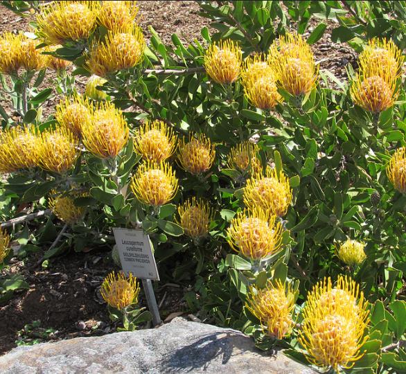 Leucospermum cuneiforme - Arbusto almofada de alfinetes de verruga, Wart-Stemmed Pincushion, Luisiesbos