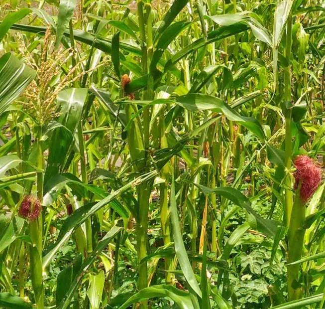 Zea mays Country Gentleman (C.O) - Milho Doce Country Gentleman, Milho Doce Shoepeg