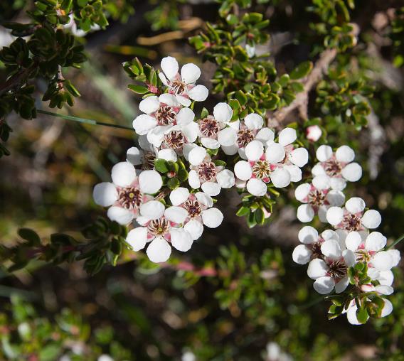 Leptospermum rupreste (L.scoparium Prostatum) - Arbusto do Mel rupreste, Murta de Mel do muro, Arbusto de Chá prostrado