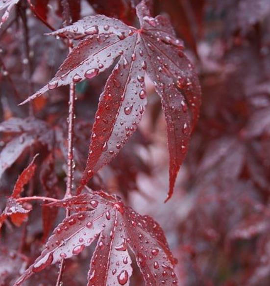 Acer palmatum Bloodgood - Acer Maple Bloodgood