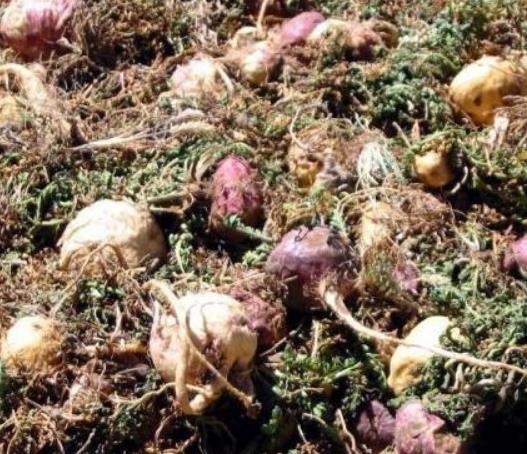 Lepidium meyenii - Maca Peruana, Ginseng dos Andes, Viagra dos Incas