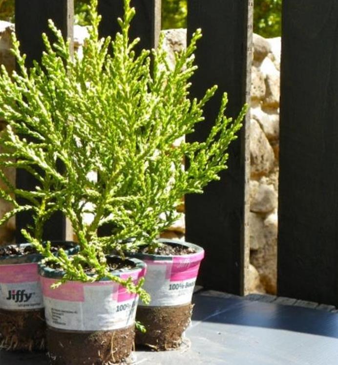 Athrotaxis laxifolia - Pinheiro Atrotaxia, Atrotaxia de Cume, Cedro da Tasmânia, Cedro Summit