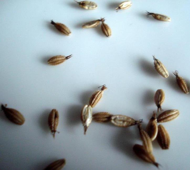 Astrantia maxima (Astrantia heterophylla, Astrantia speciosa) - Estrela Maior, Grande Obra-Prima, Masterwort