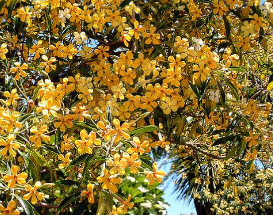Hymenosporum flavum - Manacá Australiano, Plumeria Australiana Tricolor