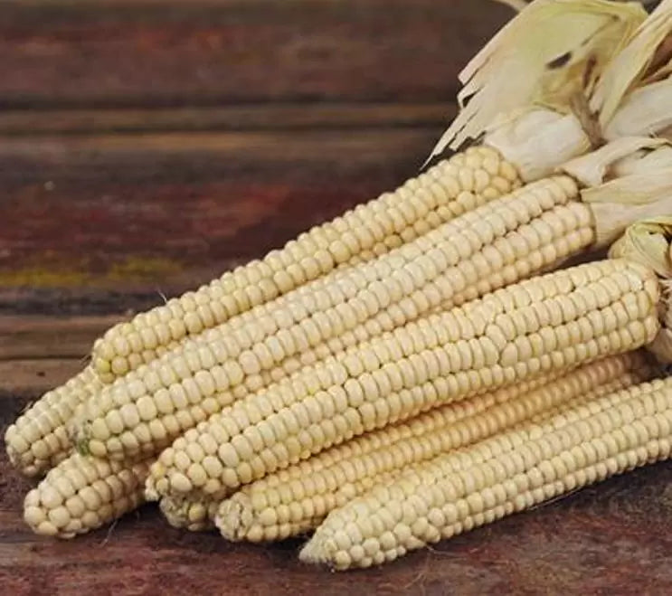 Zea mays Papa's White (Certificação Orgânica) - Milho Branco Marfim de Papas, Milho Marfim Papa's Ed Schultz