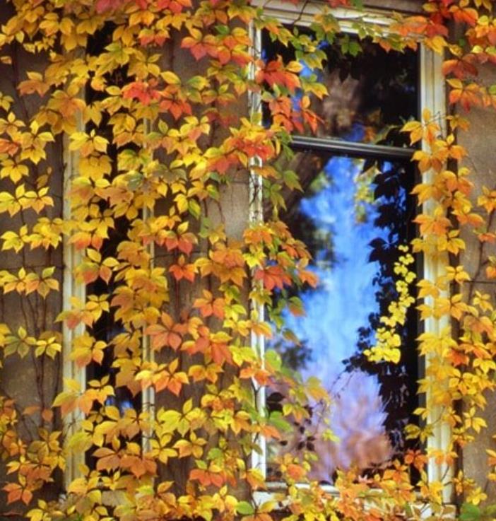 Parthenocissus quinquefolia - Trepadeira da Virginia, Hera Americana, Virginia Creeper, Videira Virgem