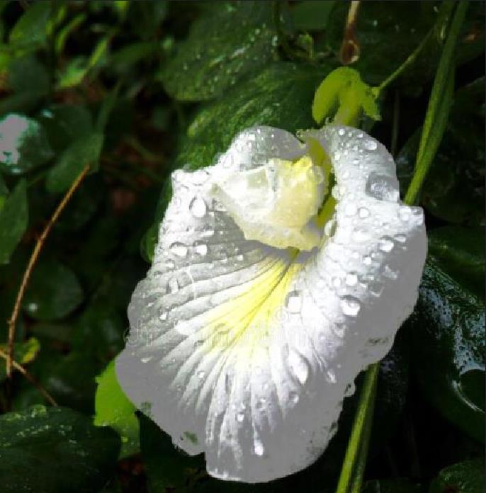 Clitoria ternatea Albiflora - Ervilha Borboleta Branca, Flor de Fada Branca, Flor de Concha, Rainha Branca, Po